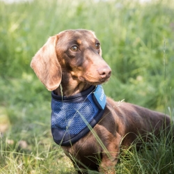 Back On Track Cooling Dog Bandana