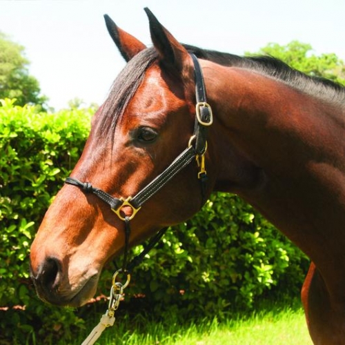 Classic Leather Hybrid Horse Halter